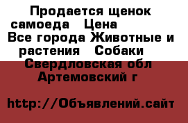 Продается щенок самоеда › Цена ­ 15 000 - Все города Животные и растения » Собаки   . Свердловская обл.,Артемовский г.